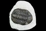 Bargain, Pedinopariops Trilobite - Mrakib, Morocco #110666-1